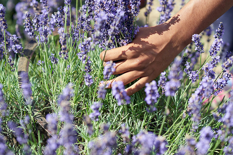 Lavendel Kapseln